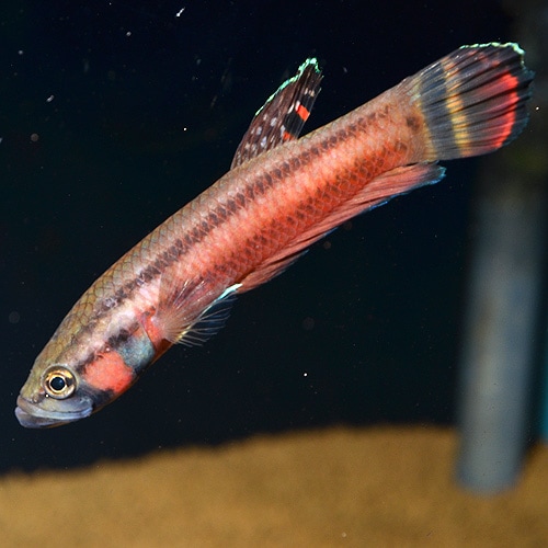 �٥����ޥ������ȥޡ���Brunei���ɡ�1pr�� (Ǯ�ӵ�)