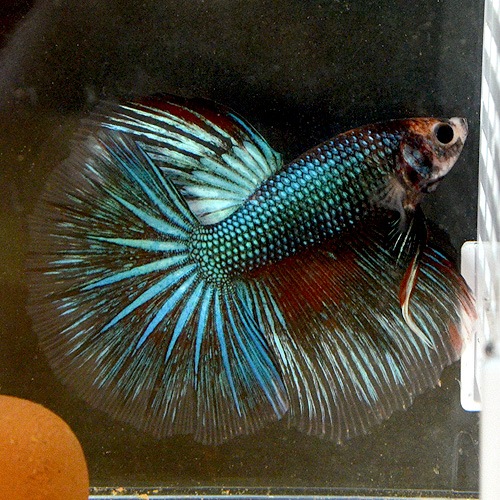 ���硼�٥����饤�ȥ��졼�ɡ�����(Ǯ�ӵ�)