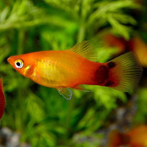 ミッキーマウスプラティー ミックスカラー Mサイズ 合計5匹 4匹 1匹サービス 熱帯魚 熱帯魚 エビ ラスボラ 他小型魚 熱帯魚 海水魚 通販ショップ アクアライズ