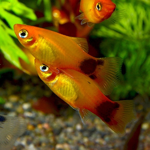 ミッキーマウスプラティー サンセット Mサイズ 合計5匹 4匹 1匹サービス 熱帯魚 熱帯魚 エビ ラスボラ 他小型魚 熱帯魚 海水魚 通販ショップ アクアライズ