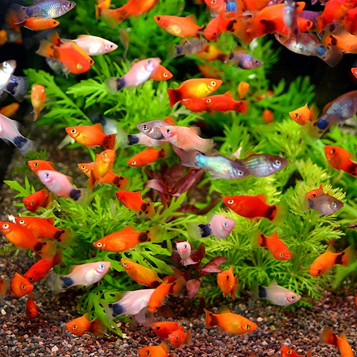 ミッキーマウスプラティー サンセット Smサイズ 1匹 熱帯魚 熱帯魚 エビ ラスボラ 他小型魚 熱帯魚 海水魚 通販ショップ アクアライズ