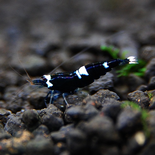 �֥�å�����ɡ�������ס���2ɤ(Ǯ�ӵ�)