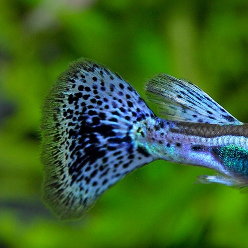 �񻺡��ѡ��ץ륰�饹��3pr��Ǯ�ӵ���