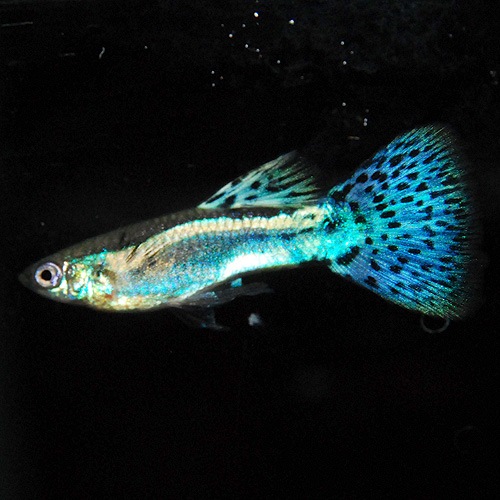 所沢グッピー ブルーグラスリボン 1tr 熱帯魚 熱帯魚 エビ 国産グッピー 熱帯魚 海水魚 通販ショップ アクアライズ 所沢グッピー ブルーグラスリボン 1tr 熱帯魚 熱帯魚 エビ 国産グッピー 熱帯魚 海水魚 通販ショップ アクアライズ