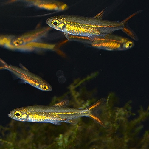 �����꡼�ӡ���ƥȥ�ʥ磻��ɡˡ�1ɤ��(Ǯ�ӵ�)