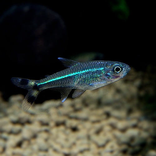 ���������ơ��륫�饷�󡡥ͥ��󥰥꡼��1ɤ����Wild�ɡ�(Ǯ�ӵ�)