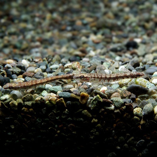 ���꡼��������ƥȥ顡�ꥪ�ץ�åȡ���ɤ����Wild�ɡ���(Ǯ�ӵ�)