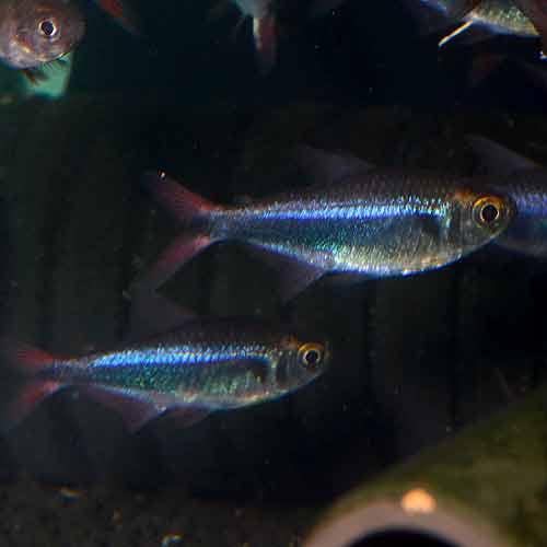 �ե��饬�ƥȥ顡wild��5ɤ��(Ǯ�ӵ�)