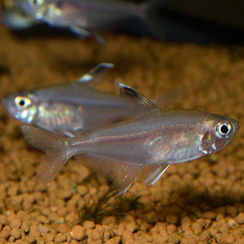 �ϥ��ե����֥ꥳ�󡦥ߥΡ��롡5ɤ(Ǯ�ӵ�)