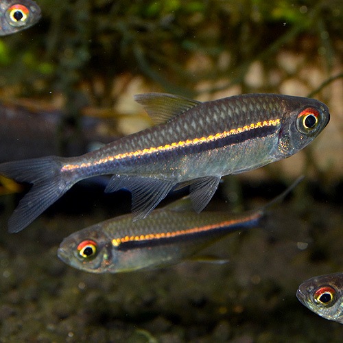 �ϥ��ե����֥ꥳ�󡦥إƥ���֥ɥ�����5ɤ(Ǯ�ӵ�)