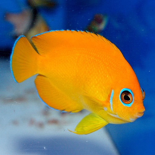 マーシャル便ヤッコセット フレームエンゼル マーシャル産 S Smサイズ レモンピール マーシャル産 Sm Mサイズ 海水魚 海水魚 サンゴ ヤッコ 小型 熱帯魚 海水魚 通販ショップ アクアライズ