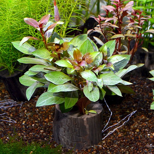 ɥȥꥳ롡ݥå  1Pot()