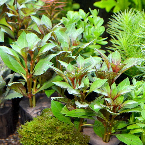 ɥȥꥳ롡ݥå  1Pot()