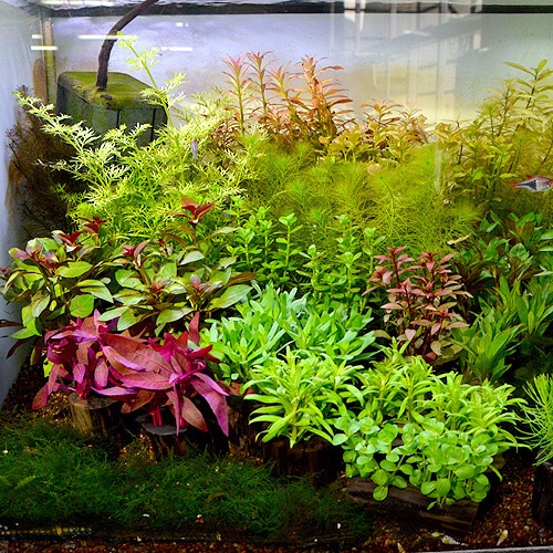 ɥȥꥳ롡ݥå  1Pot()