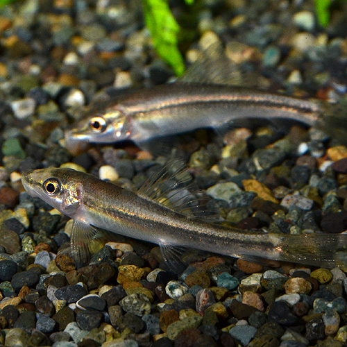 ���른��������  1ɤ��(Ǯ�ӵ�)