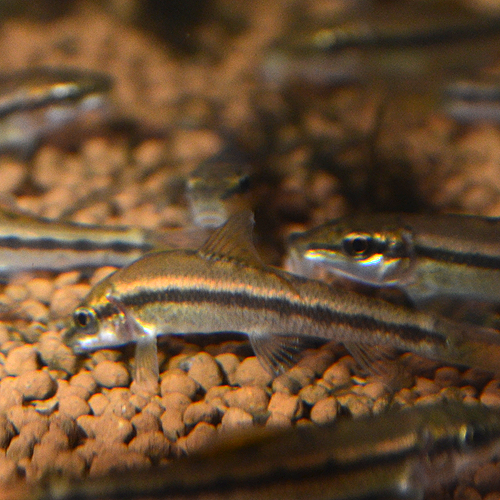 ���른��������  1ɤ��(Ǯ�ӵ�)