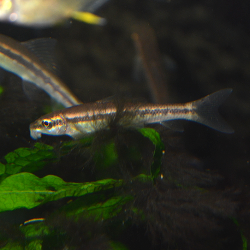 ���른��������  1ɤ��(Ǯ�ӵ�)