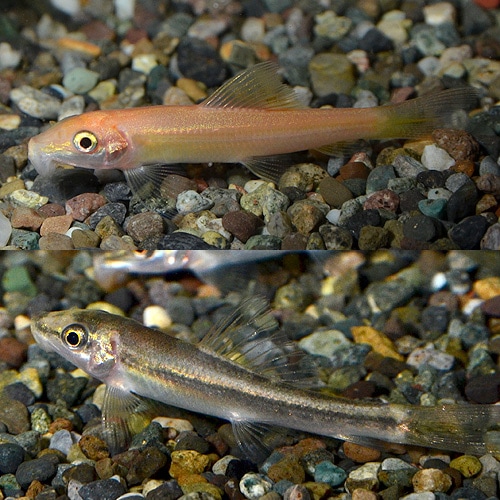 ���른��������  1ɤ��(Ǯ�ӵ�)