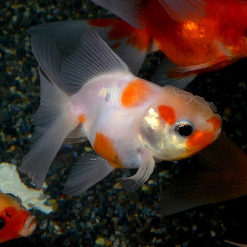 ����ӡ�SM������ 3ɤ(����������)