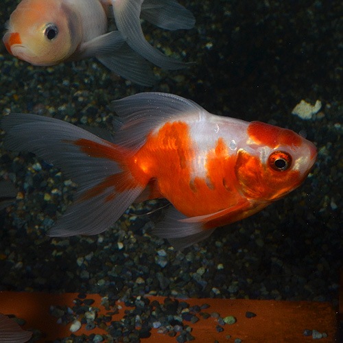 ����ӡ�SM������ 3ɤ(����������)