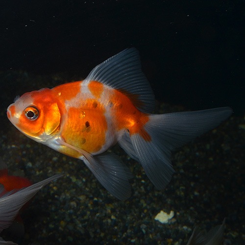 ����ӡ�SM������ 3ɤ(����������)