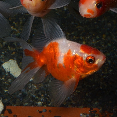 ����ӡ�SM������ 3ɤ(����������)