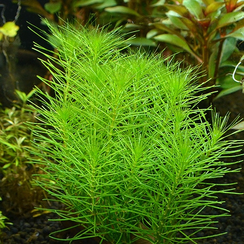 ޥĥХߥꥪեࡡݥå  1Pot()