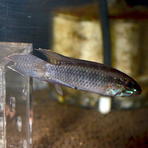 Ap�������ȥ����롡�������ڥ�����1pr��0331a��(Ǯ�ӵ�)