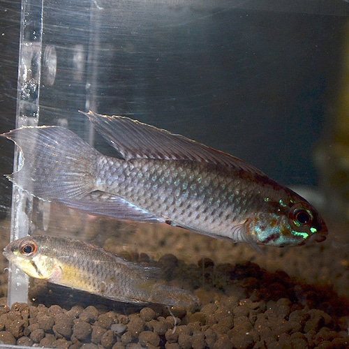 Ap�������ȥ����롡�������ڥ�����1pr��0331a��(Ǯ�ӵ�)