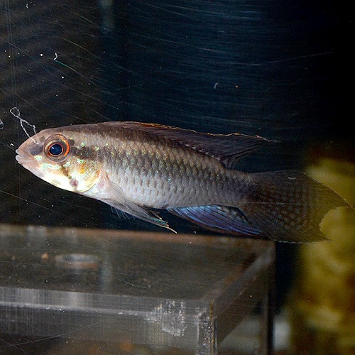 Ap�������ȥ����롡�������ڥ�����1pr��0331a��(Ǯ�ӵ�)