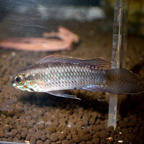 Ap�������ȥ����롡�������ڥ�����1pr��0331a��(Ǯ�ӵ�)