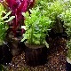 Хѥ˥ꡡݥå  1Pot()