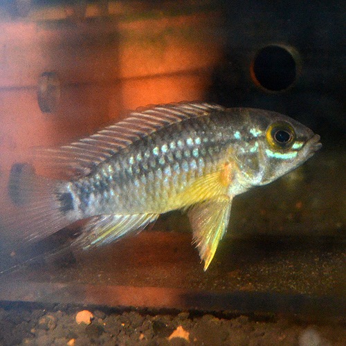 Ap エウノータス “AMPIAC” 1pr (熱帯魚) 熱帯魚・エビ,アピスト・ドワーフ 熱帯魚・海水魚 通販ショップ・アクアライズ