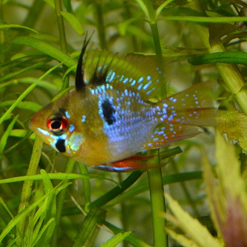 ֥롼Х롼ࡡSMM2ɤ(Ǯӵ)