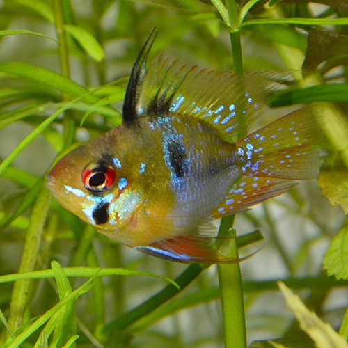 ֥롼Х롼ࡡSMM2ɤ(Ǯӵ)