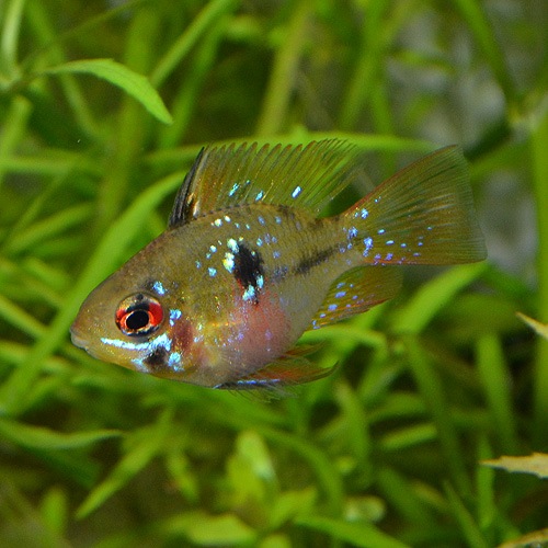 ֥롼Х롼ࡡSMM2ɤ(Ǯӵ)