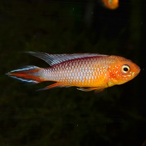 Ap���������������ե����䡼��åɡ�1Pr���Ȳ��֥꡼�ɡ� ��(Ǯ�ӵ�)