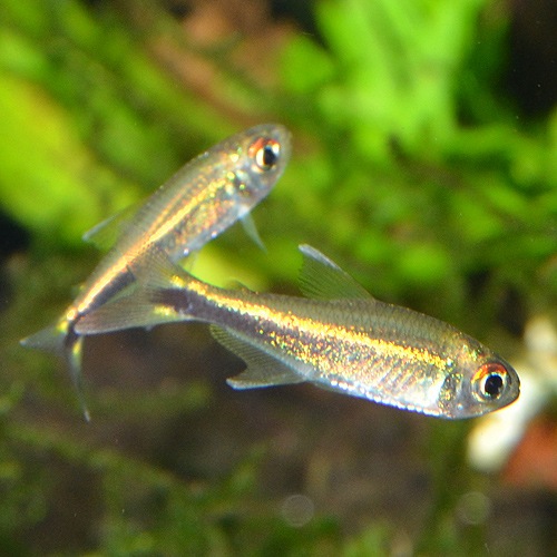 �ϥ��ե����֥ꥳ�󡦥᥿����1ɤ��(Ǯ�ӵ�)