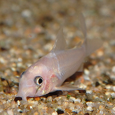 Co ゴールデンパンダ ブリード 熱帯魚 熱帯魚 エビ コリドラス 熱帯魚 海水魚 通販ショップ アクアライズ