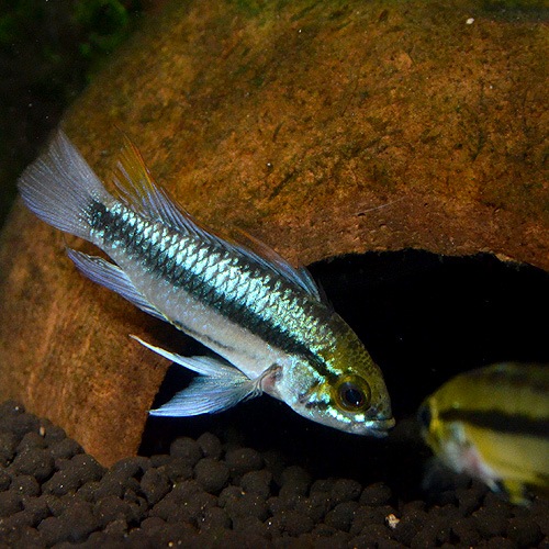 Ap���ȥ�ե�������������1pr���ȥѥ󥿥ʡ���ɡ��磻��ɸ��Ρ�(Ǯ�ӵ�)