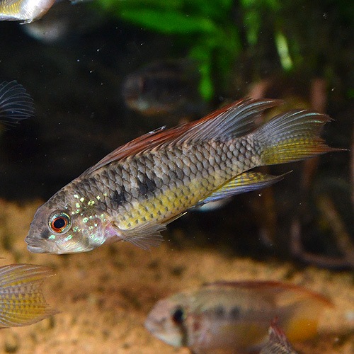 Ap��sp�֥饤�ȥӥ�ǥ󡡥磻��ɡ��� (Ǯ�ӵ�)