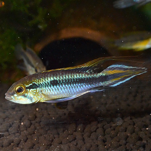 Ap������������ ���֥롼ML��L��������1Pr���ȥڥ롼��w����ɡ�(Ǯ�ӵ�)