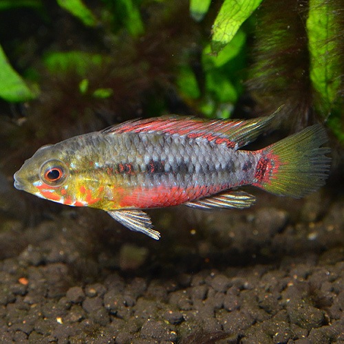 Ap���ۥ󥰥������������ѡ���åɡ��ʲ����֥꡼�ɡˡ��ڥ�����Ǯ�ӵ�)