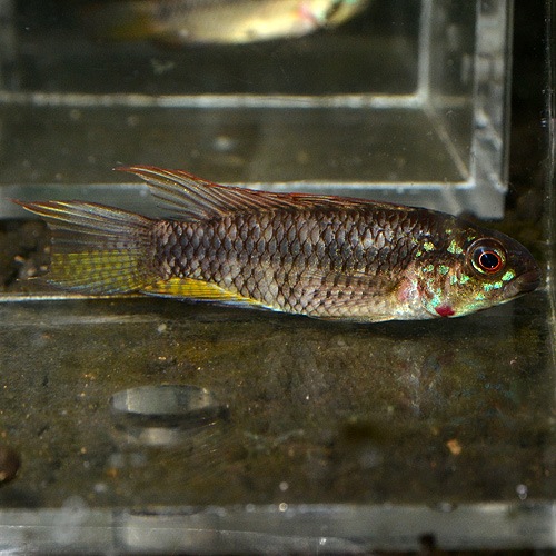 Ap��sp�֥饤�ȥӥ�ǥ󡡥�����إ��֥꡼�ɡ�1Pr 2625sp (Ǯ�ӵ�)