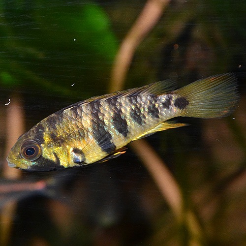 Ap������50�ʥХ��󥹥ҡˡ��ڥ롼�����ޥ���������1pr��(Ǯ�ӵ�)