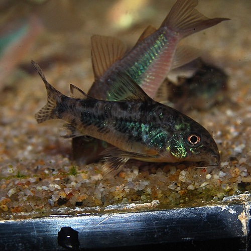 Co.�ѥ쥢�����ʥ֥꡼�ɸ��Ρˡ�1ɤ(Ǯ�ӵ�)