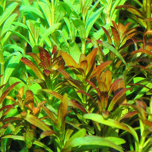 ���륢�ʤ�ͼ�Ƥ���3�ܡʿ����