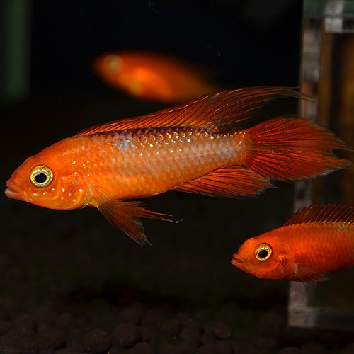 Ap�������������������ѡ��ե����䡼��åɡ�1Pr���Ȳ��֥꡼�ɡ� ��(Ǯ�ӵ�)