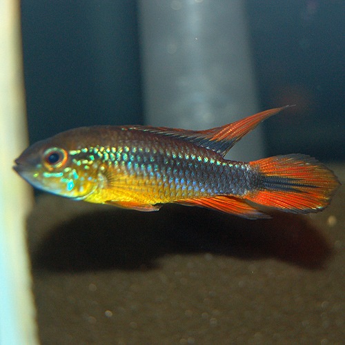 Ap֥åɡȲ֥꡼ɡɡ1Pr(Ǯӵ)