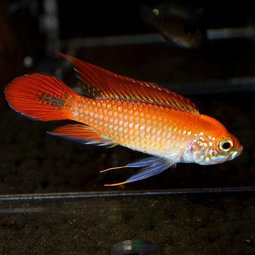 Ap�������������ե����䡼��åɡ��ȥ�����إ��֥꡼�ɡɡ�1Pr��(Ǯ�ӵ�)